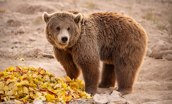 Rescued circus bear’s story of recovery in honor of World Bear Day