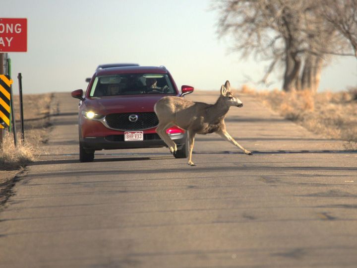 Yale study reveals animals changing behavior thanks to humans