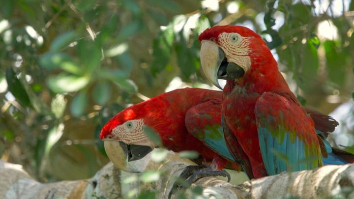 Parrot DNA shows animal trade networks existed hundreds of years ago