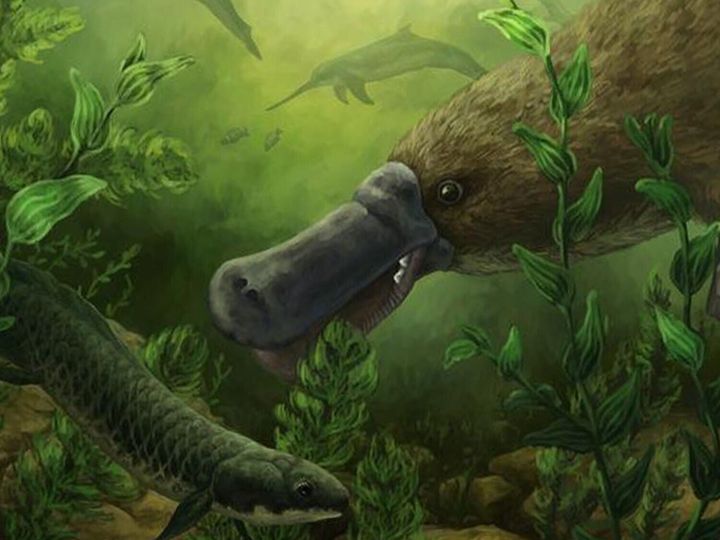 Fossils reveal platypuses swam with dolphins 25 million years ago