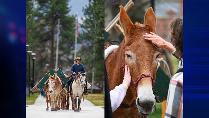 Pack mules visit UM campus in Missoula to highlight summer courses