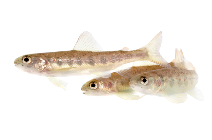 Cocaine contaminated water makes salmon swim faster: study