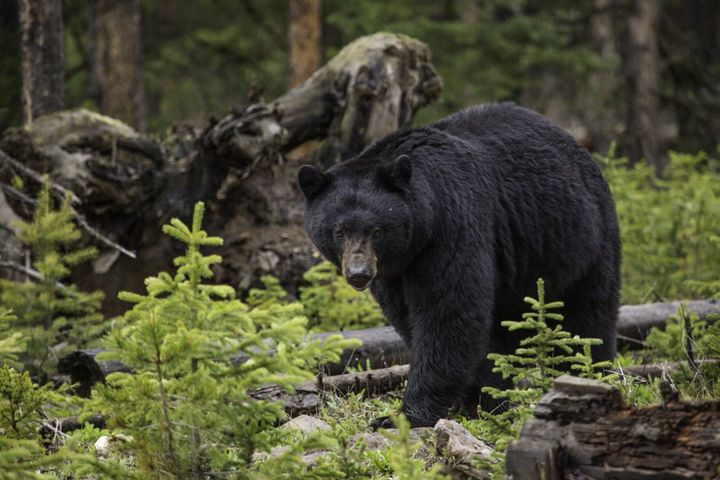 Black bear euthanized at Beavertail Hill State Park after entering campers' tent
