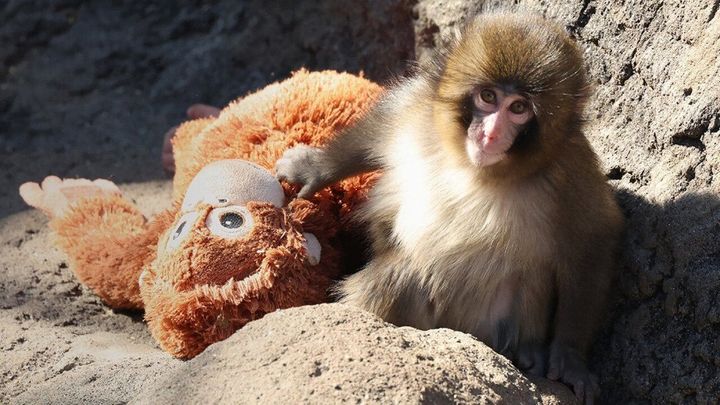 From Punch the monkey to adulthood: Why comfort objects still matter