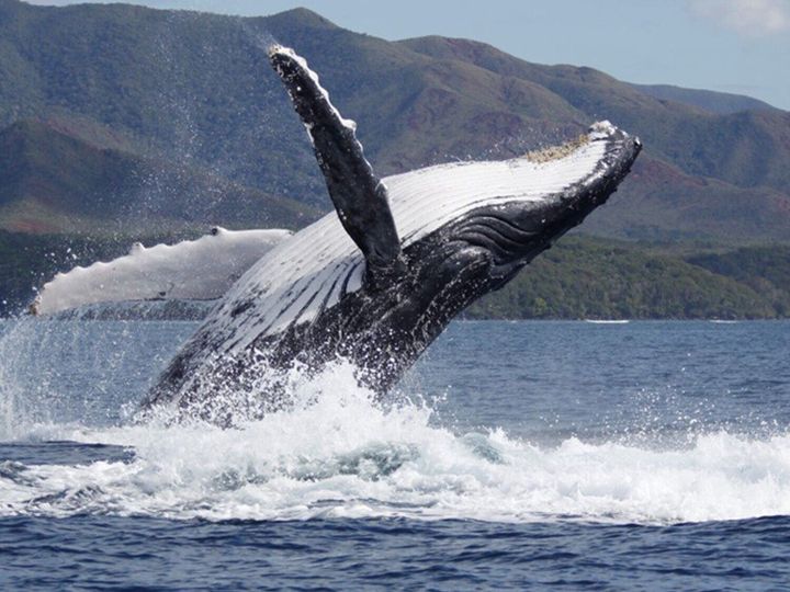 Whales who are better singers are more successful at mating