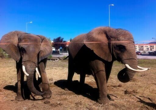 Portugal's last circus elephant becomes pioneer for European exiles