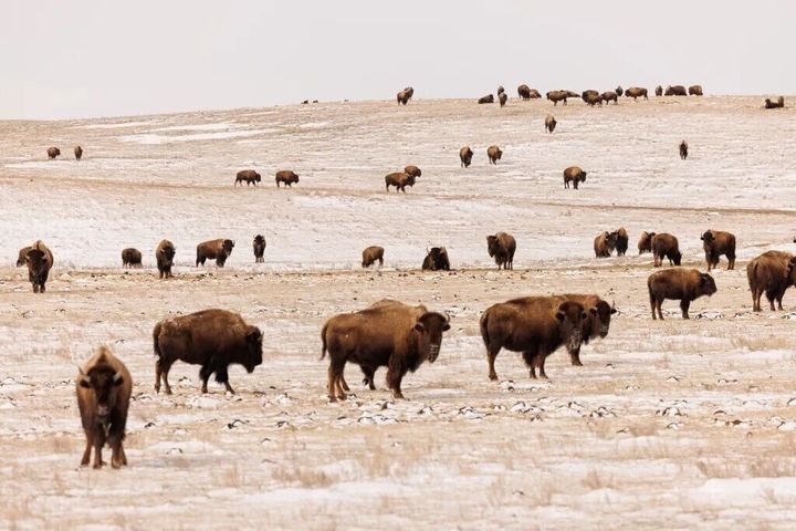 How the Fort Peck Tribes built a bison blueprint