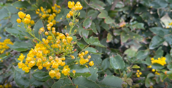 What Montana foragers want people to know before eating wild food