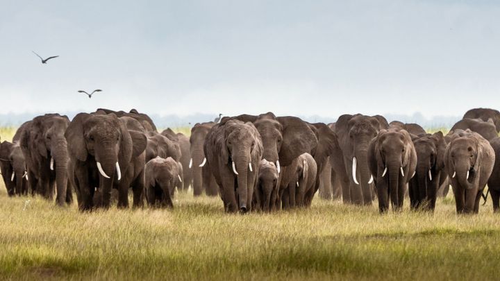 U.S. Travelers Trade Passive Luxury For Conservation Trips With Real Purpose In 2026