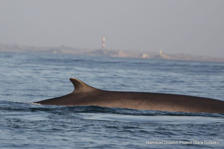 Sightings of two largest whale species offers fresh survival hope
