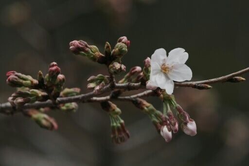 Tokyo's dazzling cherry blossom season officially begins