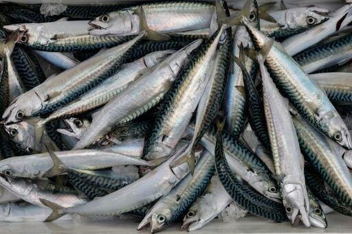 EU ups mackerel quotas to match UK despite overfishing concerns