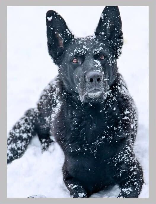 K9 Amira at University of Montana to receive protective vest
