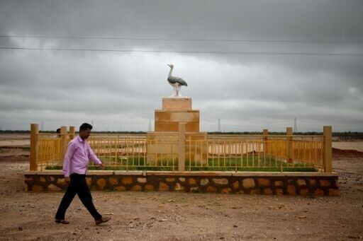 Newly-hatched rare Indian bustard chick gets 50-strong guard