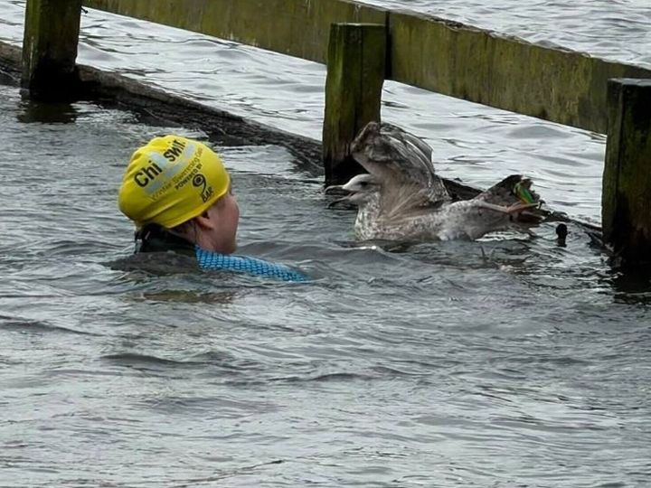 Heroic woman braves freezing water to rescue drowning seagull