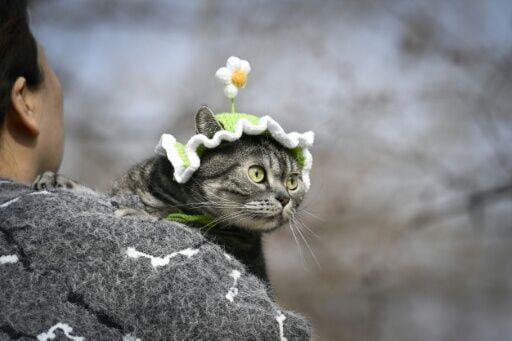 Streaming channel for pets launched in China