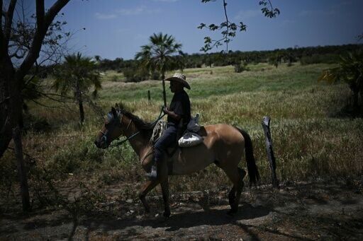 Grabbing the bull by the tail: Venezuela's cowboy sport