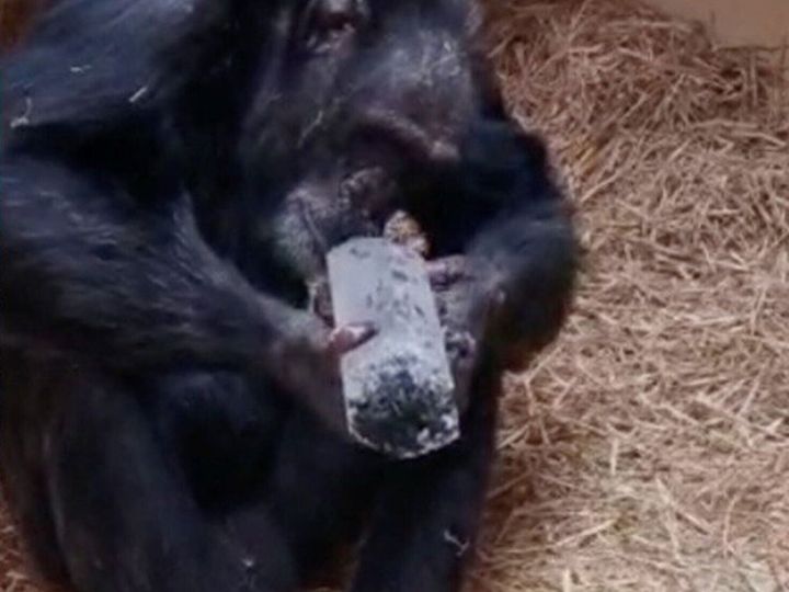 Chimp love for crystals may explain shiny stones’ allure to early humans