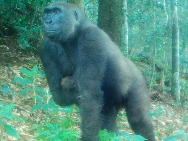 Rescued gorilla with one arm becomes mom