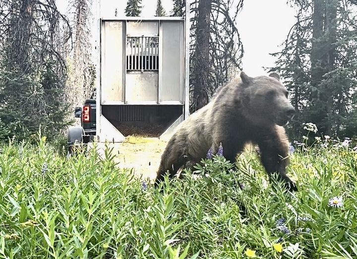 Translocated grizzly bear has cubs in Yellowstone area, strengthening grizzly's genetic diversity