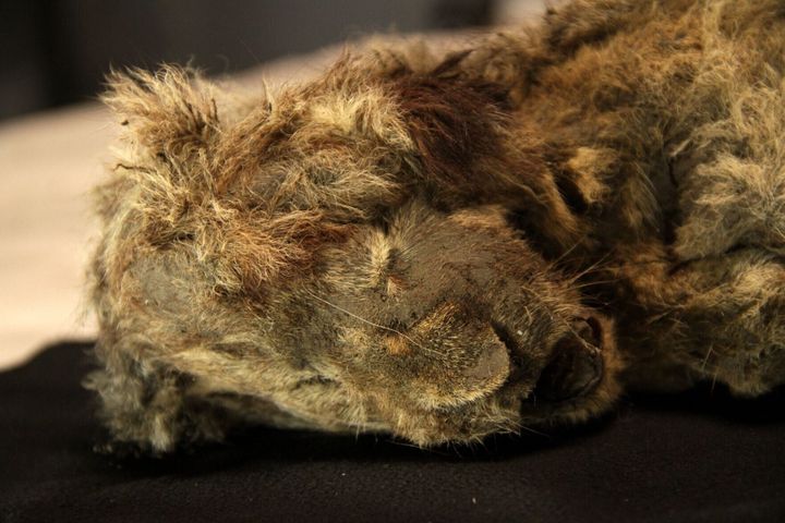 Study reveals extinct lion species interbred with its modern cousins