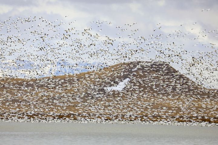 Beyond the Slopes, a World-Class Wildlife Event is Hiding in Montana this March
