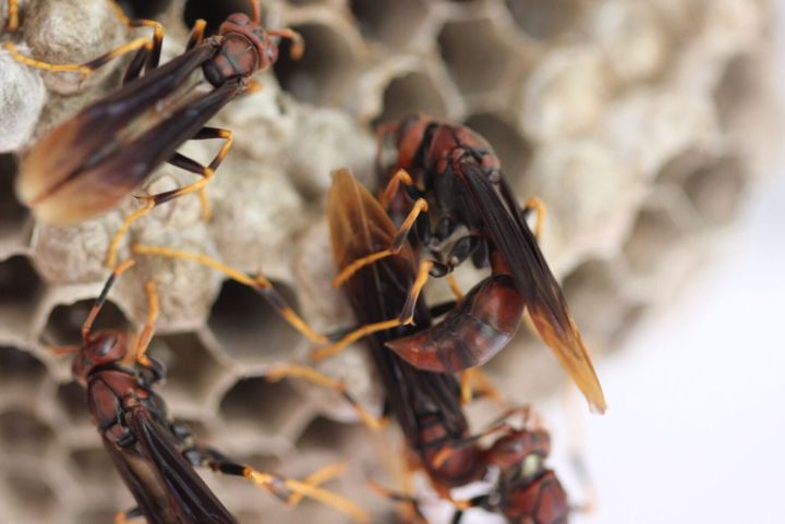 Study finds worker wasps keep colony running while others fight for queen
