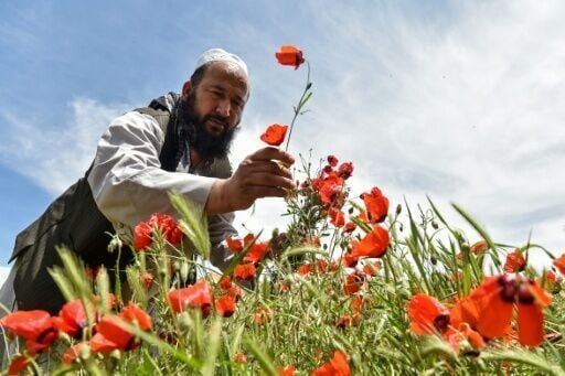 Afghans celebrate spring in bright red poppy fields