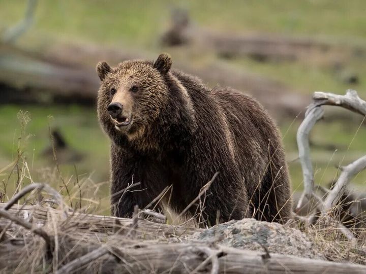 On the prowl: Early-rising Yellowstone grizzlies forecast busy year
