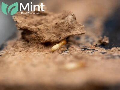 Mint Pest Services Restores Peace of Mind Across Andrews County with Top-Rated Pest Management
