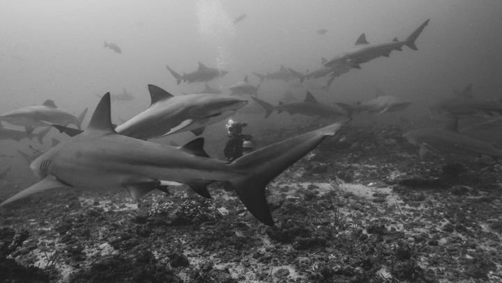 New research reveals sharks have friends