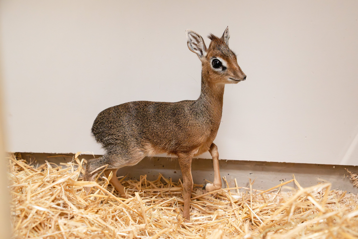 One of world’s tiniest antelopes born the size of bean can