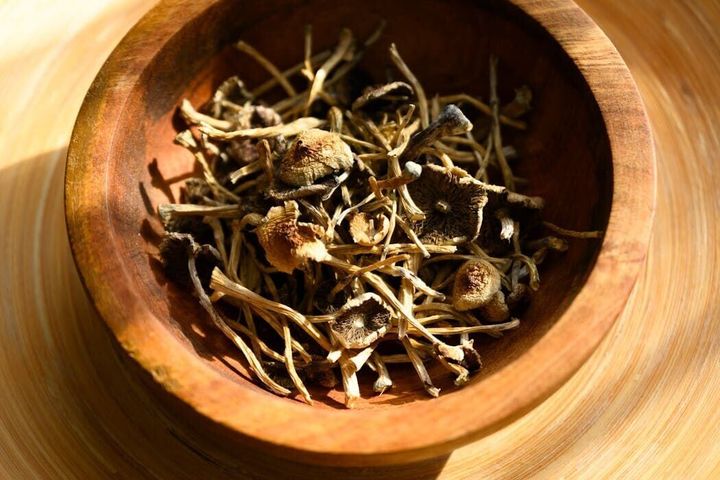 Psilocybin mushrooms are going mainstream, but scientific research and regulation lag behind