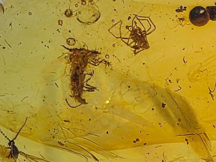 Insects in amber reveal ecosystem when dinosaurs roamed the Earth