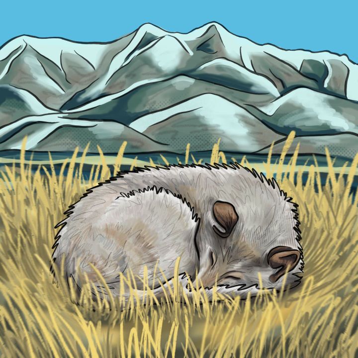 Conversing about grizzly bear and wolf conservation