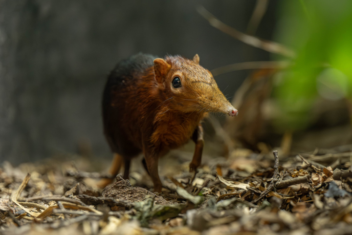 First-ever twin baby elephant shrews born at zoo