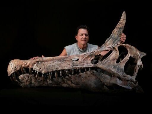 Scientists discover giant bird-like dinosaur in Niger desert