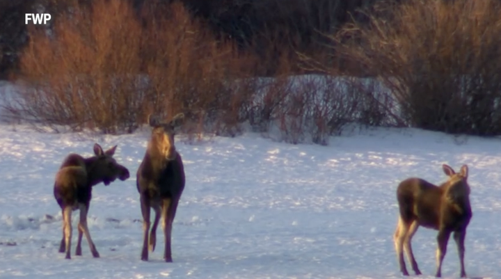 Winter ticks and Montana moose: FWP study reveals impact on local populations