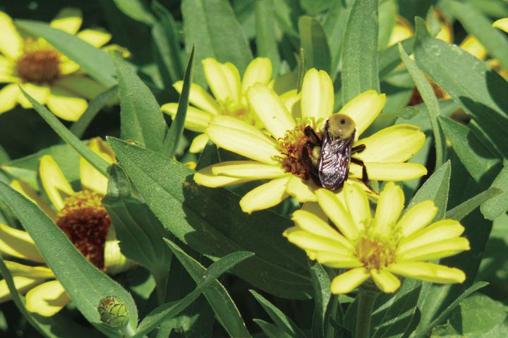 Make Room for Bees