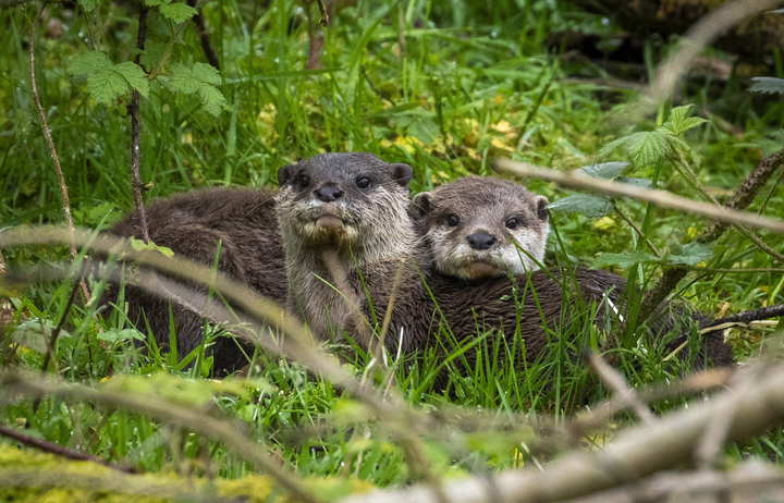 Two lonely otters unite to save species