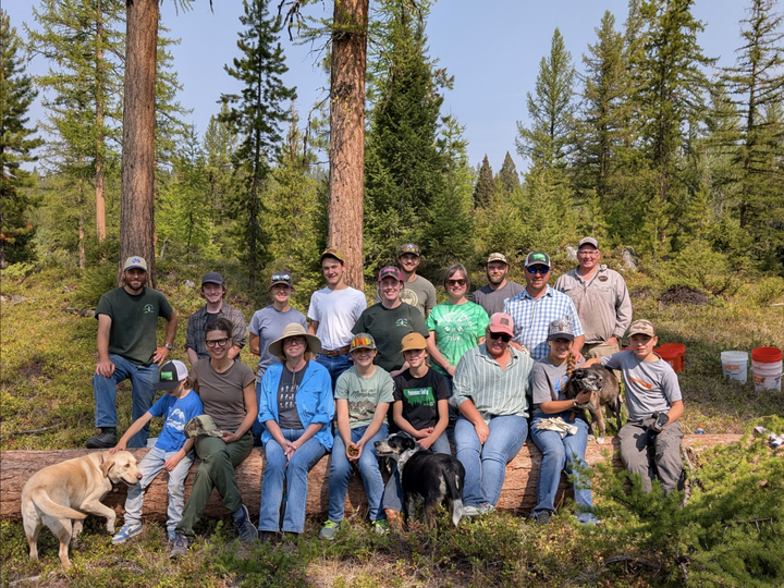 Missoula 4-H club collects pinecones for DNRC reforestation efforts