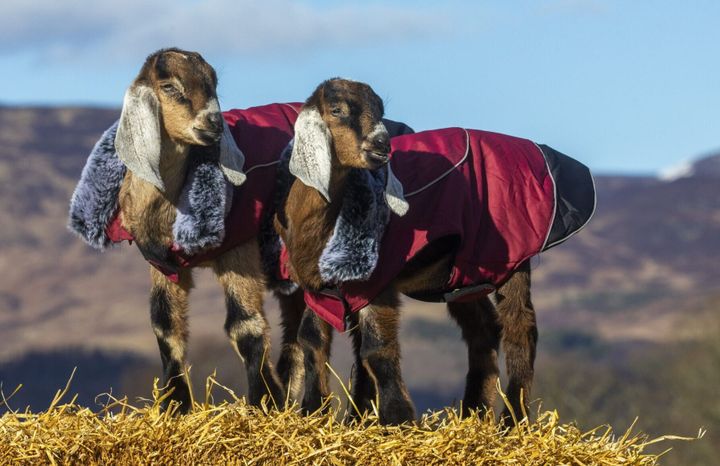 Baby goats wear coats to keep warm
