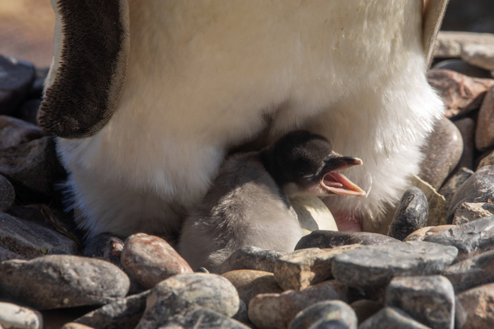 Newly hatched penguins weigh less than chocolate bars