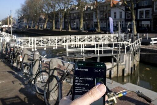 Eel world problems: Dutch webcam 'doorbell' helps fish
