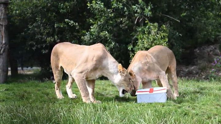 ‘Psychic’ lions predict England will defeat Croatia in World Cup