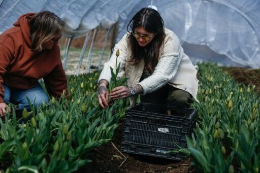 Small US farm copes with fuel hikes from Mideast war