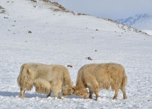 Yak hack: Kyrgyz want the world to love their blonde bovine beauties