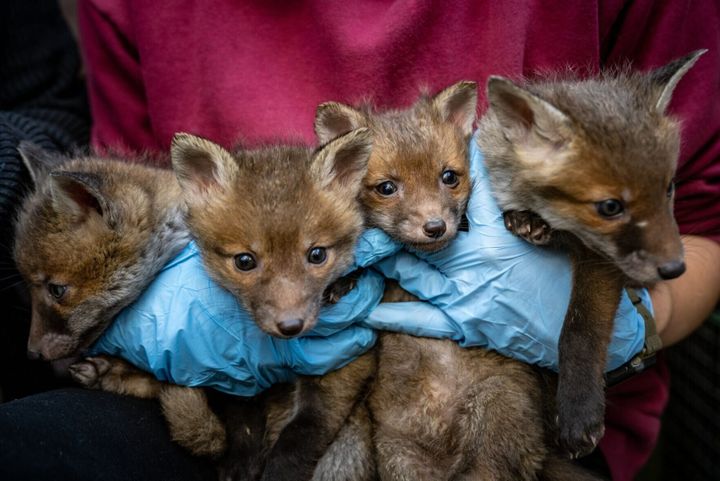 Wildlife could serve as early warning system for superbugs