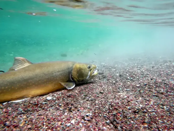 New web tool lets fish predict river conditions