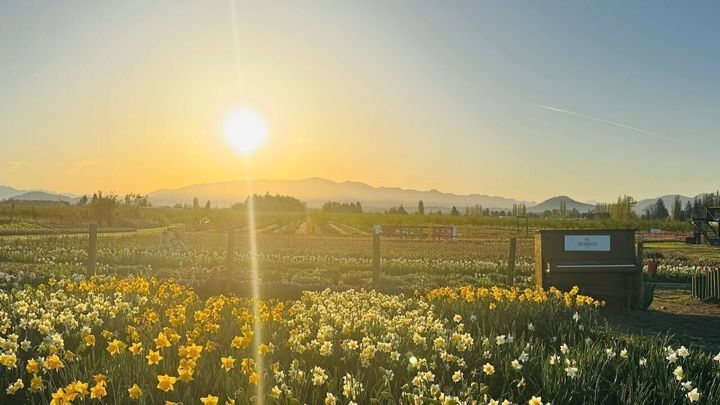A Colorblind Air Force Veteran Gives Americans a Reason To Skip Europe for Spring Flower Experiences